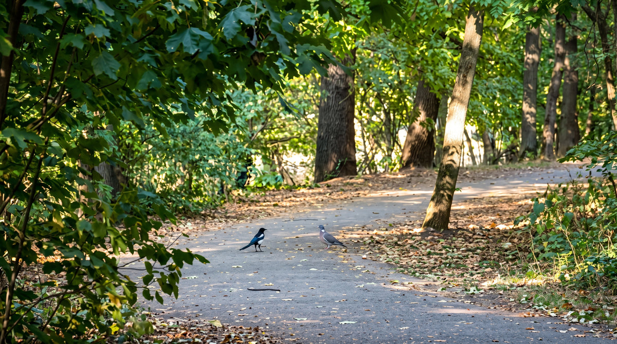 Distant wildlife appearing small in a phone camera image